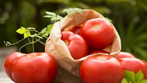 西红柿吃多了湿气重吗