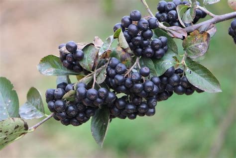 黑果花楸泡水方法黑果腺肋花楸果的副作用