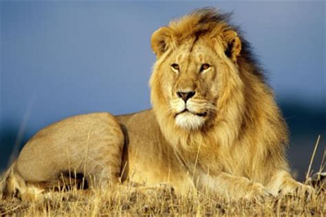 狮子为什么被称为万兽之王【力量