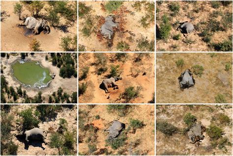 非洲波扎那350头大象暴毙