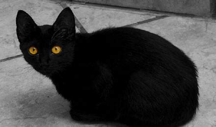 黑猫的寓意及象征风水